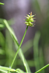 Carex uda