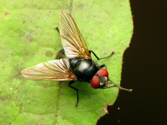 Gnadochaeta nigrifrons
