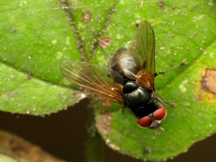 Gnadochaeta nigrifrons