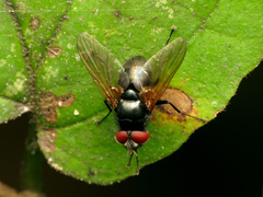 Gnadochaeta nigrifrons
