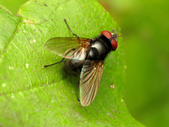 Gnadochaeta nigrifrons