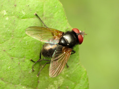Gnadochaeta nigrifrons
