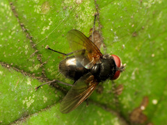 Gnadochaeta nigrifrons
