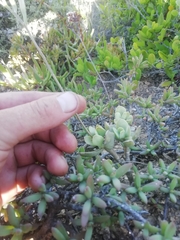 Adromischus