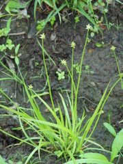 Carex uda