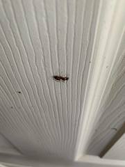 Camponotus inaequalis