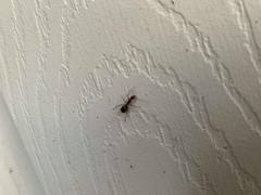 Camponotus inaequalis