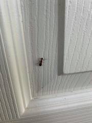 Camponotus inaequalis