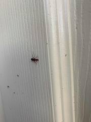 Camponotus inaequalis