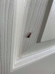 Camponotus inaequalis