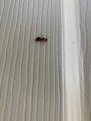 Camponotus inaequalis