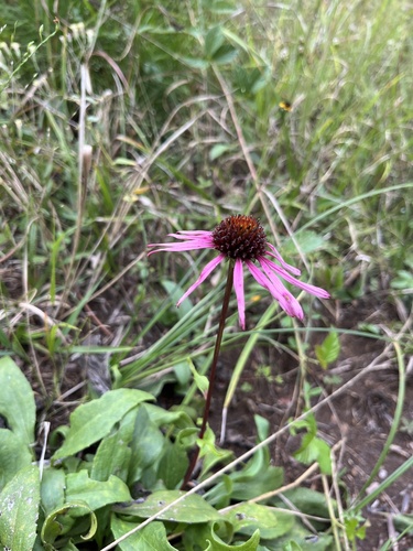 Image of Echinacea laevigata by (c) harrier, some rights reserved (CC BY)