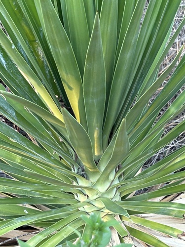 Yucca aloifolia