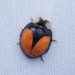 Harmonia axyridis aulica - Photo (c) Simba, some rights reserved (CC BY-NC), uploaded by Simba