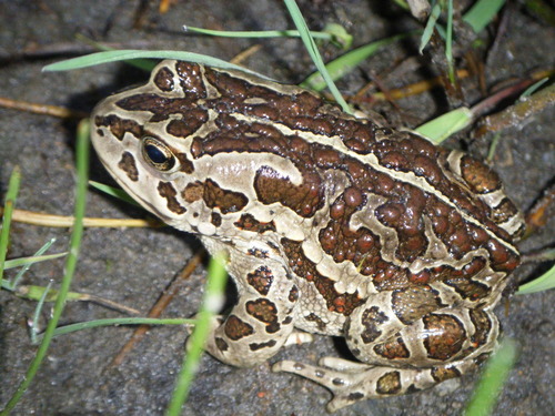 Strauchbufo raddei (Strauch, 1876)
