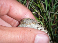 Strauchbufo raddei