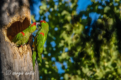 Thick-Billed Parrot photo 3