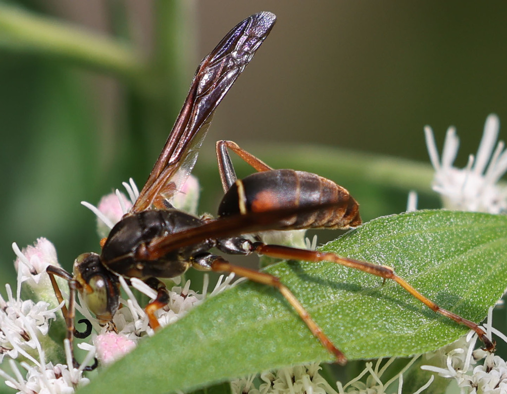 Dark Paper Wasp from Shepard Settlement, Onondaga County, NY, USA on ...