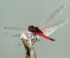 Tramea transmarina
