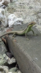Teal Emo Skink photo 3