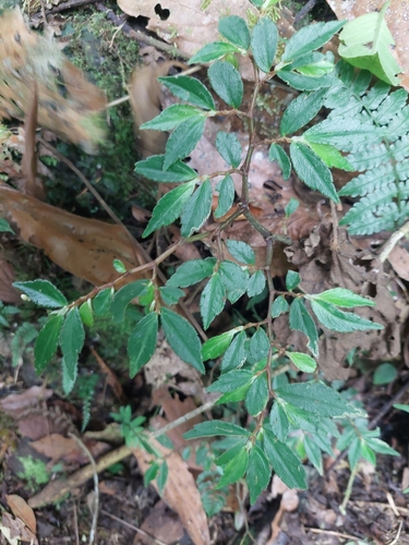 Image of Begonia foliosa by (c) Daniel Mesa, some rights reserved (CC BY)