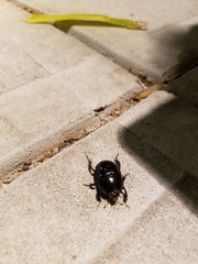 Peltotrupes profundus