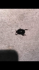 Peltotrupes profundus