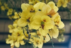 Parkinsonia aculeata