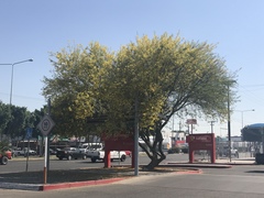 Parkinsonia aculeata