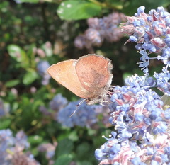 Callophrys augustinus iroides