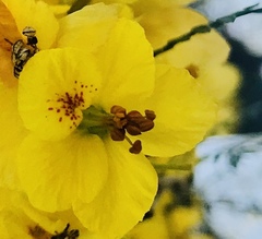 Parkinsonia aculeata