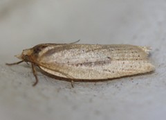 Clepsis leucaniana