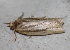 Clepsis leucaniana