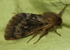Wiseana cervinata