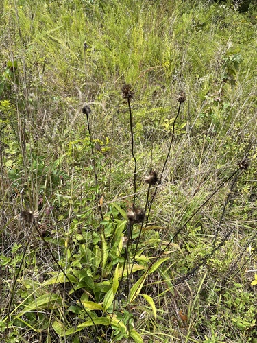 Image of Echinacea laevigata by (c) harrier, some rights reserved (CC BY)
