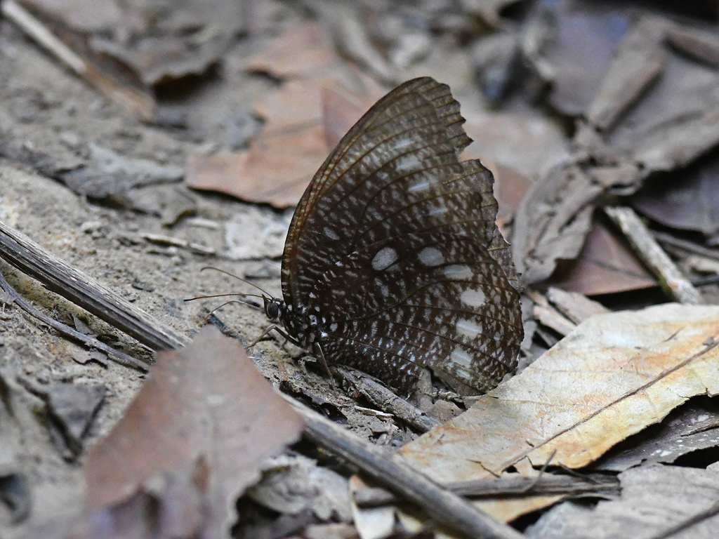 Elymnias hewitsoni