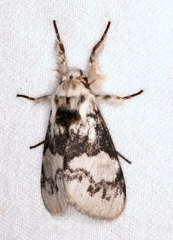 Iropoca rotundata
