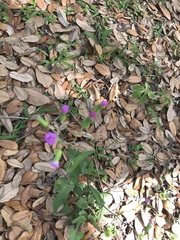 Emilia sonchifolia image