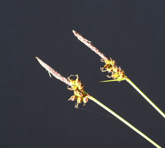 Carex vanheurckii