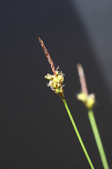 Carex vanheurckii
