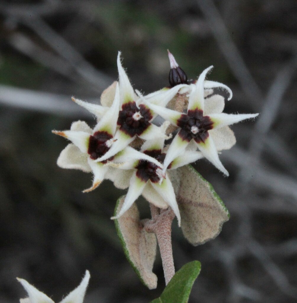 Lasiopetalum microcardium