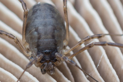 Oligolophus hanseni