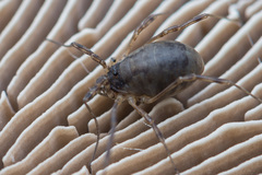 Oligolophus hanseni