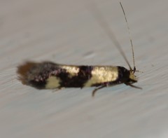 Opogona comptella