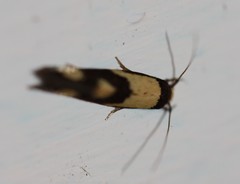Opogona comptella