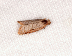 Meritastis piperata