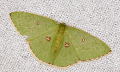 Comostola leucomerata