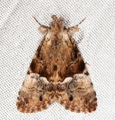 Alophosoma emmelopis