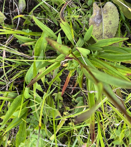 Image of Marshallia legrandii by (c) harrier, some rights reserved (CC BY)