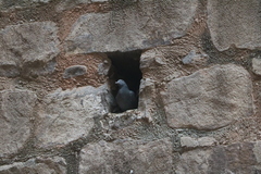 Columba livia domestica